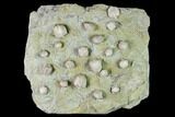 Multiple Blastoid (Pentremites) Plate - Illinois #135623-1